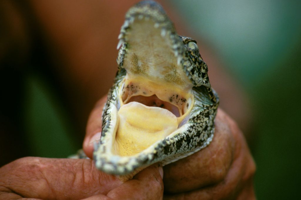 Krokodilfarm Boca de Guama