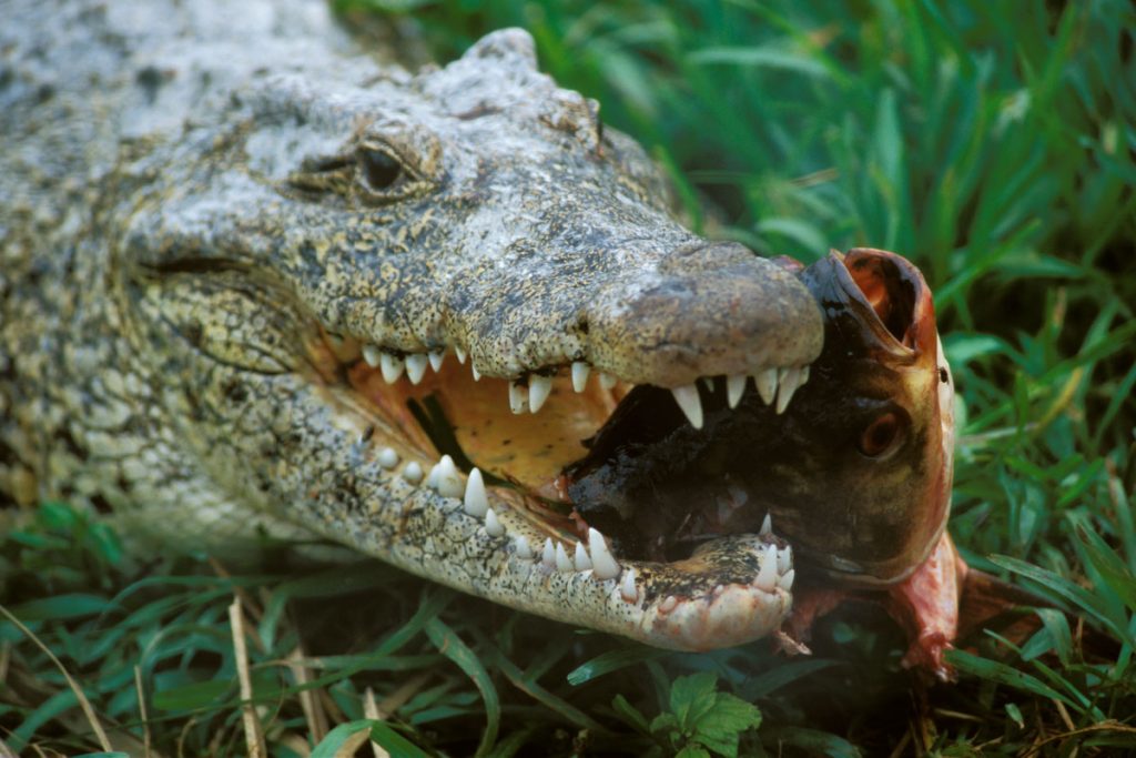 Krokodilfarm Boca de Guama