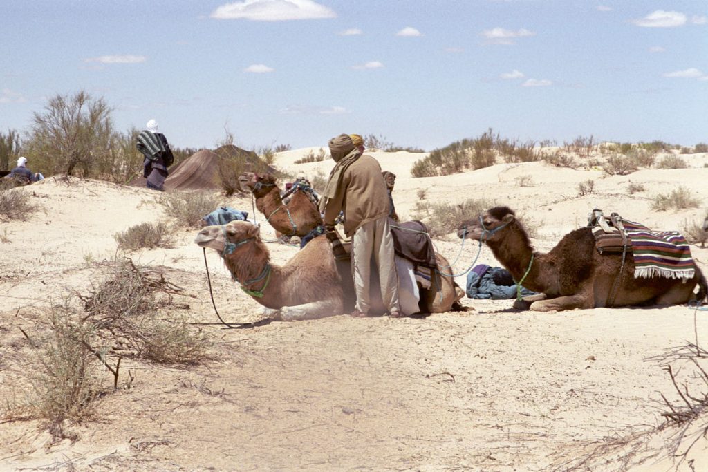 Kameltrekking in der Sahara, Tunesien