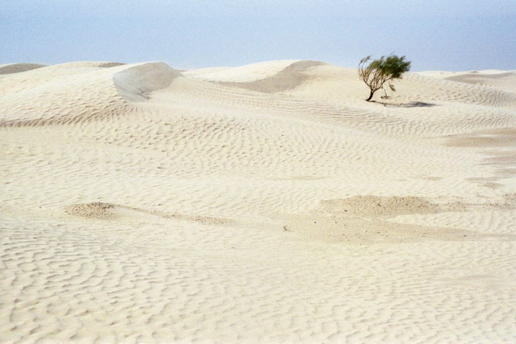 Kameltrekking in der Sahara, Tunesien