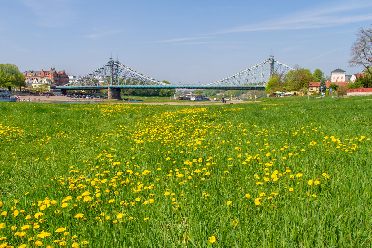 Das „Blaue Wunder“ im Frühling