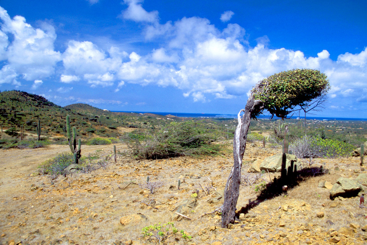 Arikok Nationalpark auf Aruba