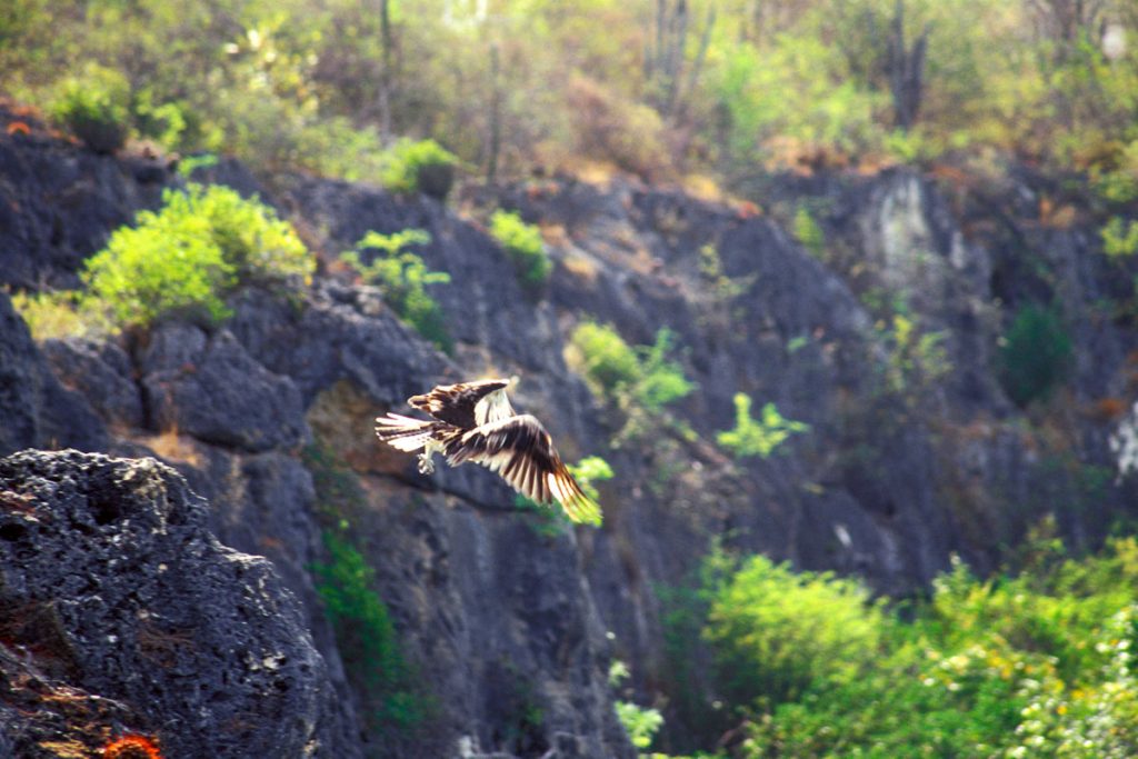 Seeadler auf Bonaire