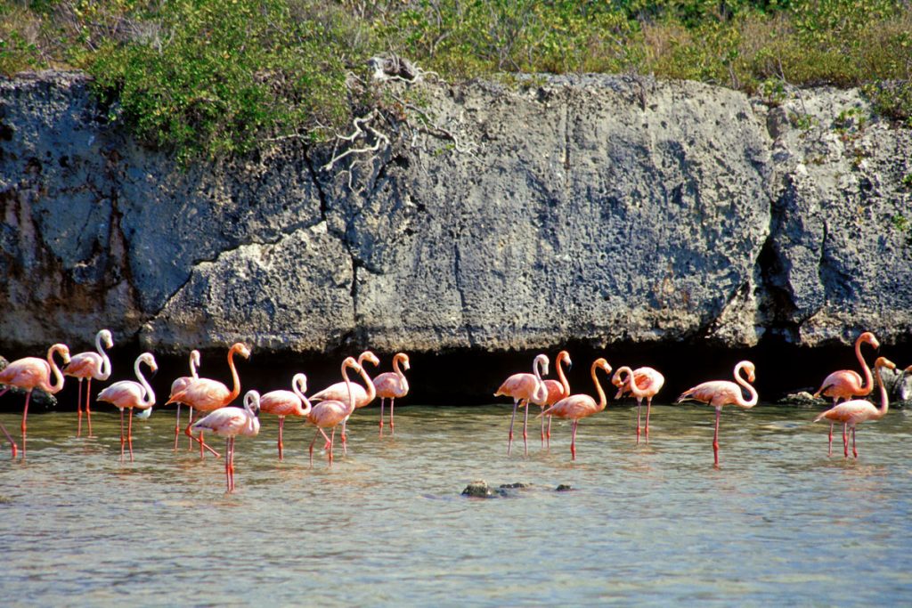 Flamingo Sanctuary, Gotomeer, Bonaire