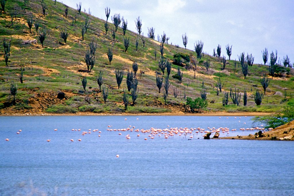 Flamingo Sanctuary, Gotomeer, Bonaire