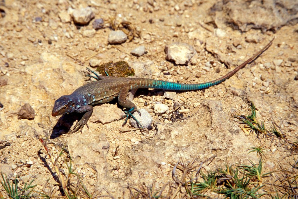 Gecko im Washington Slagbaai Nationalpark, Bonaire