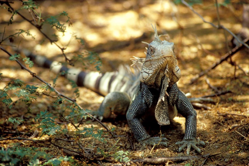 Leguan im Washington Slagbaai Nationalpark, Bonaire