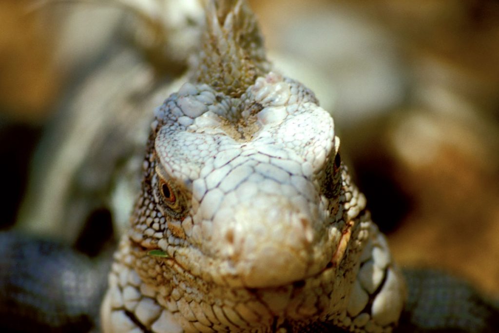 Leguan im Washington Slagbaai Nationalpark, Bonaire