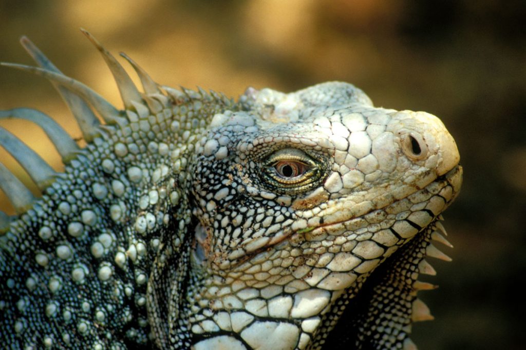 Leguan im Washington Slagbaai Nationalpark, Bonaire