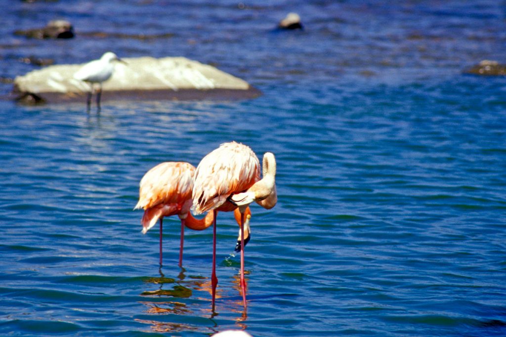 Flamingos im Washington Slagbaai Nationalpark, Bonaire