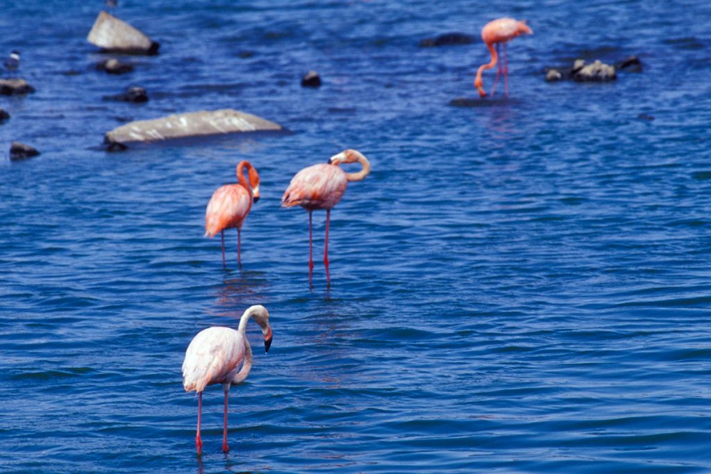 Flamingos im Washington Slagbaai Nationalpark, Bonaire