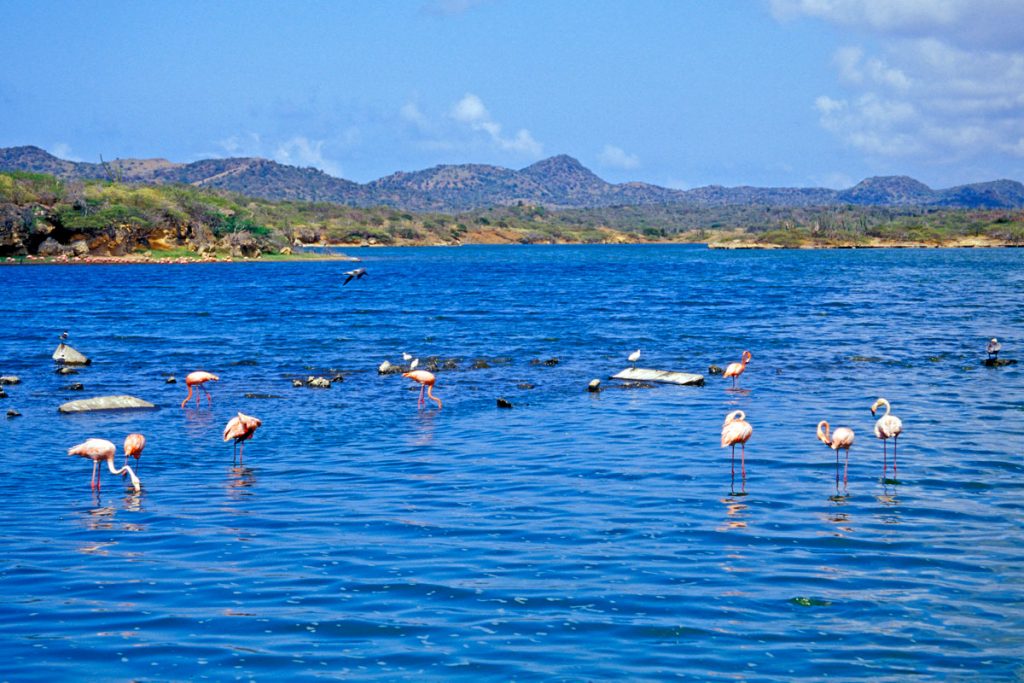 Flamingos im Washington Slagbaai Nationalpark, Bonaire
