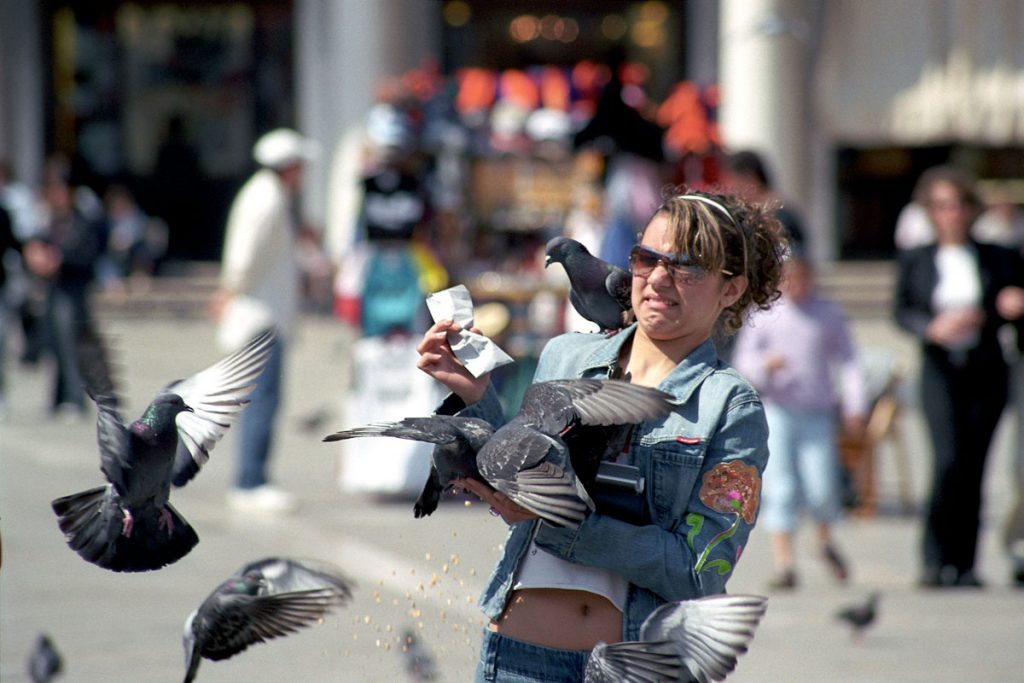 Tauben auf dem Markusplatz in Venedig