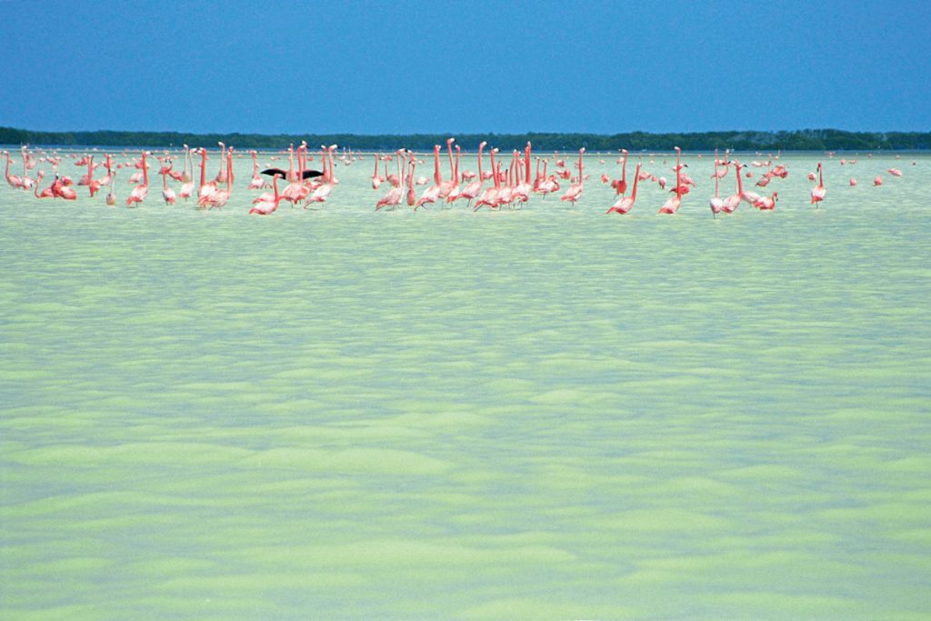 Flamingos in der Lagune von Celestún, Yucatan, Mexiko