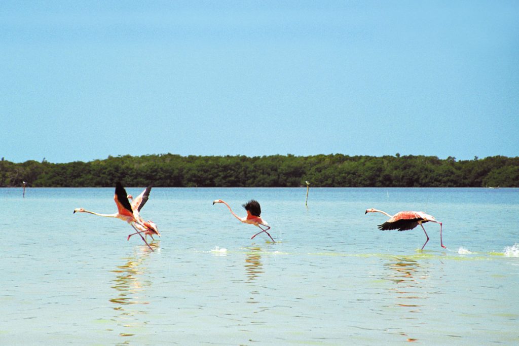 Flamingos in der Lagune von Celestún, Yucatan, Mexiko