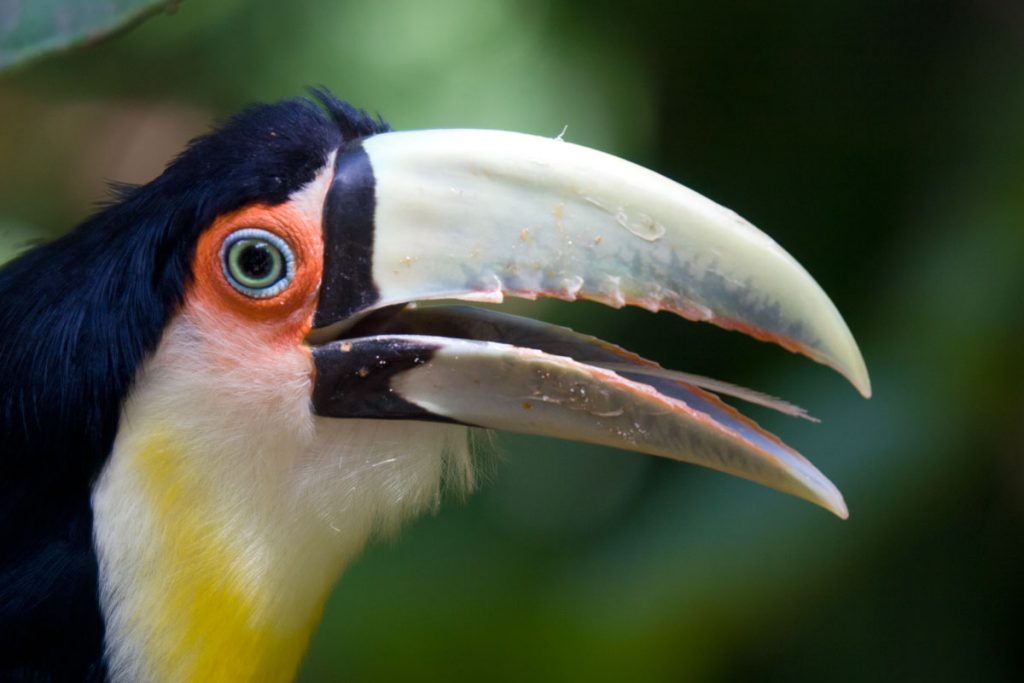 Vogelpark Parque das Aves an den Iguaçu-Wasserfällen auf der brasilianischen Seite
