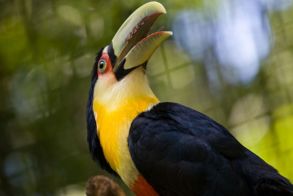 Vogelpark Parque das Aves an den Iguaçu-Wasserfällen auf der brasilianischen Seite