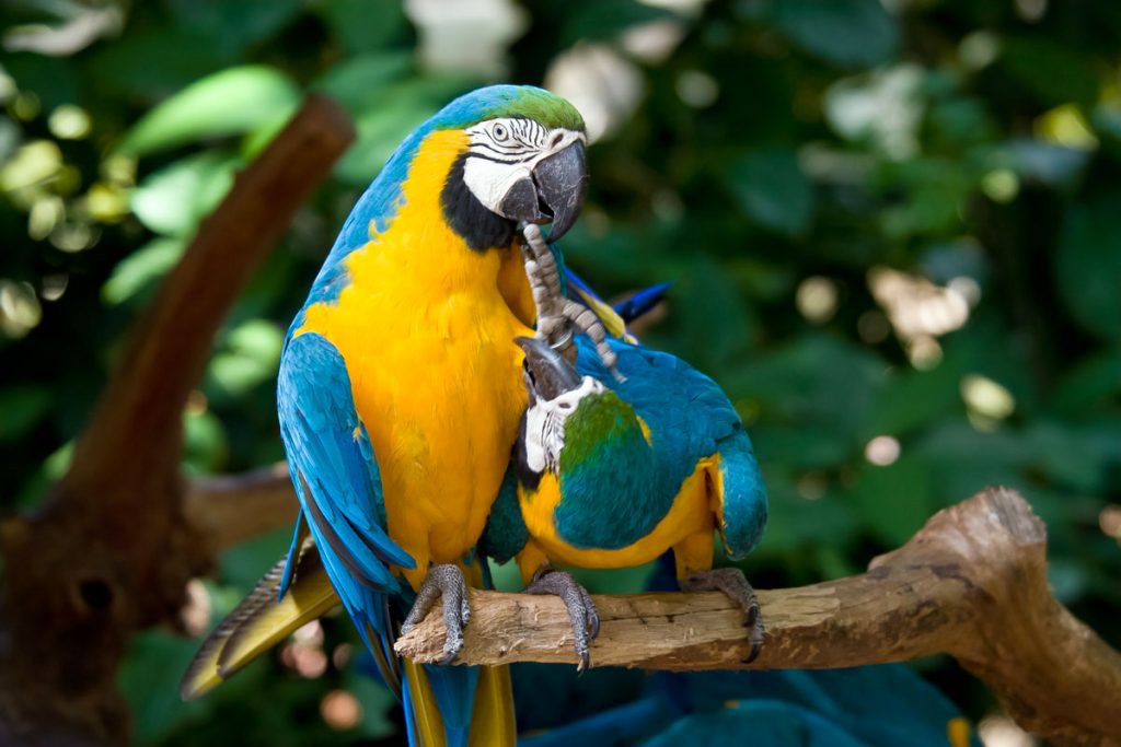 Vogelpark Parque das Aves an den Iguaçu-Wasserfällen auf der brasilianischen Seite