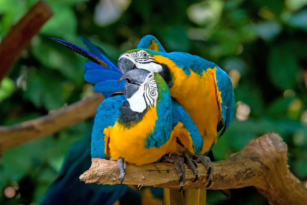 Vogelpark Parque das Aves an den Iguaçu-Wasserfällen auf der brasilianischen Seite