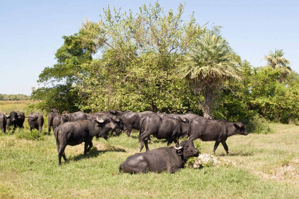 Gauchos bei der Arbeit auf der Estancia Santa Carmen im Chaco von Paraguay