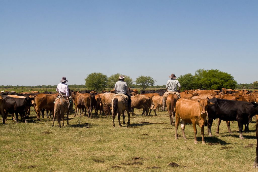 Gauchos bei der Arbeit auf der Estancia Santa Carmen im Chaco von Paraguay