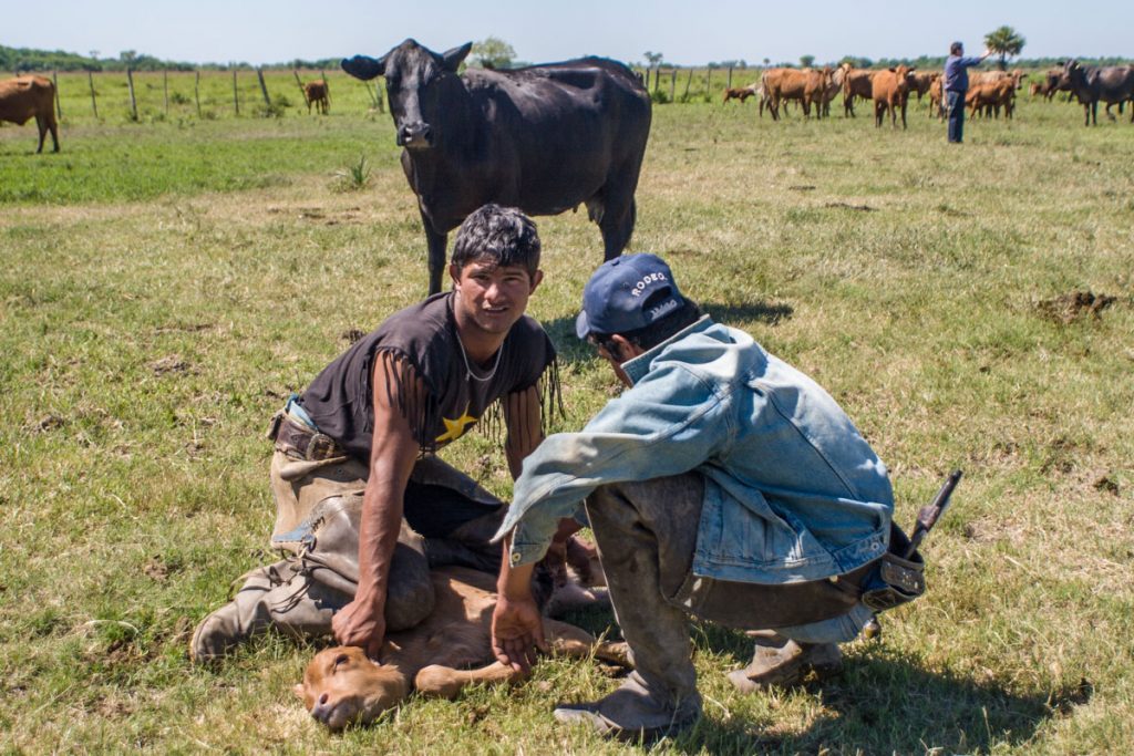 Gauchos bei der Arbeit auf der Estancia Santa Carmen im Chaco von Paraguay