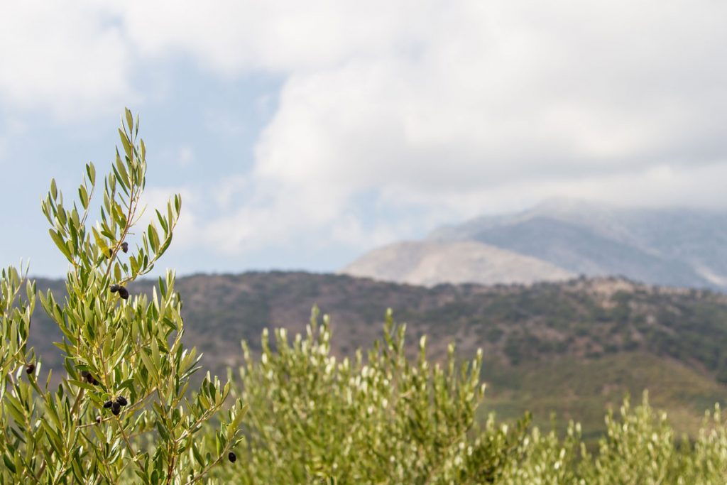 Oliven vor dem Dikti-Gebirge, Kreta