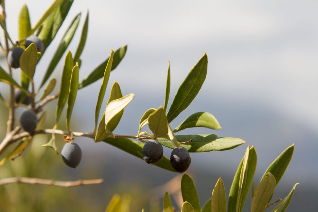 Oliven vor dem Dikti-Gebirge, Kreta