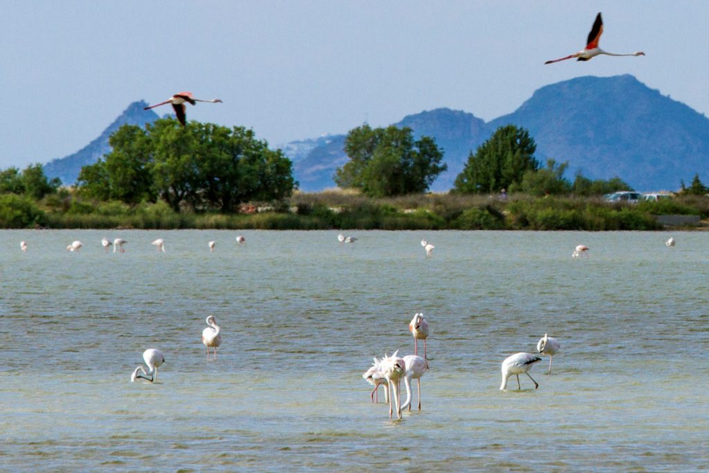 Flamingos im Salzsee bei Tigaki, Kos