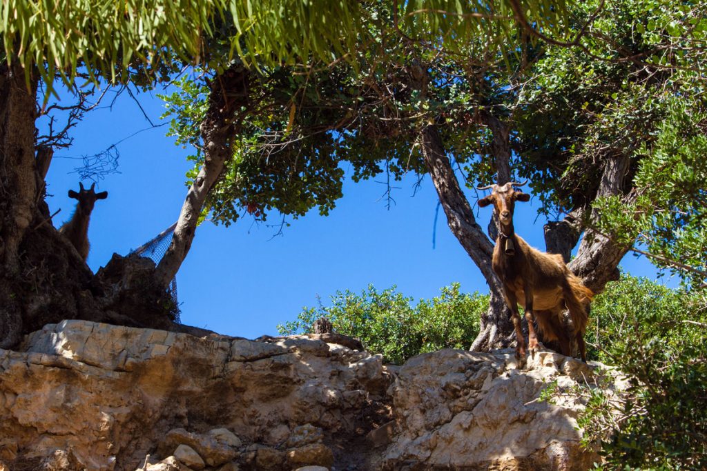 Ziegen in Kioura, Leros