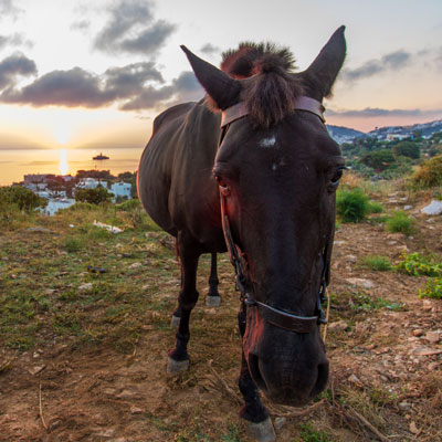 Morgendliche Begegnung über der Bucht von Alinda, Leros