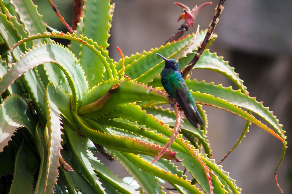 Kolibri auf der Hacienda San Agustin am Cotopaxi-Nationalpark