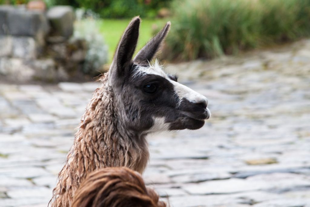 Lama auf der Hacienda San Agustin am Cotopaxi-Nationalpark