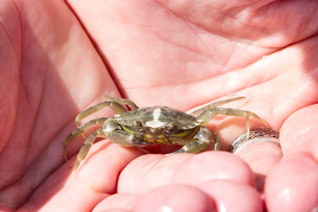 Kleine Krabbe im Watt der Nordsee