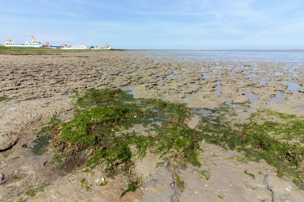 Das Watt bei Flut am Hafen von Neßmersiel