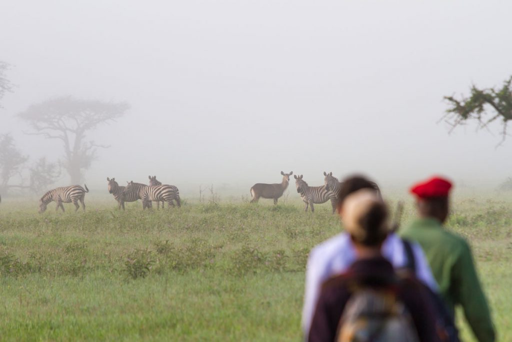 Zebras sind während der Fußsafari im Grumeti WMA im Norden Tansanias gut zu beobachten