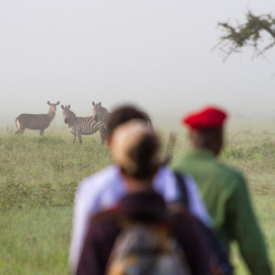 Zebras sind während der Fußsafari im Grumeti WMA im Norden Tansanias gut zu beobachten