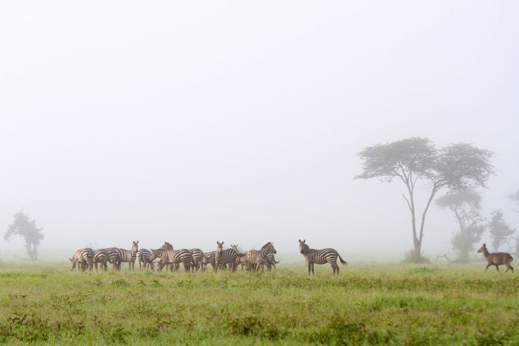 Zebras sind während der Fußsafari im Grumeti WMA im Norden Tansanias gut zu beobachten
