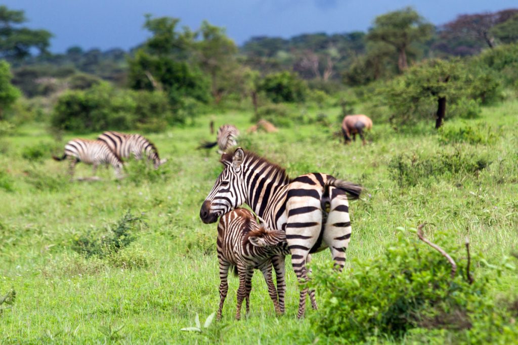 Zebras sind während der Fußsafari im Grumeti WMA im Norden Tansanias gut zu beobachten