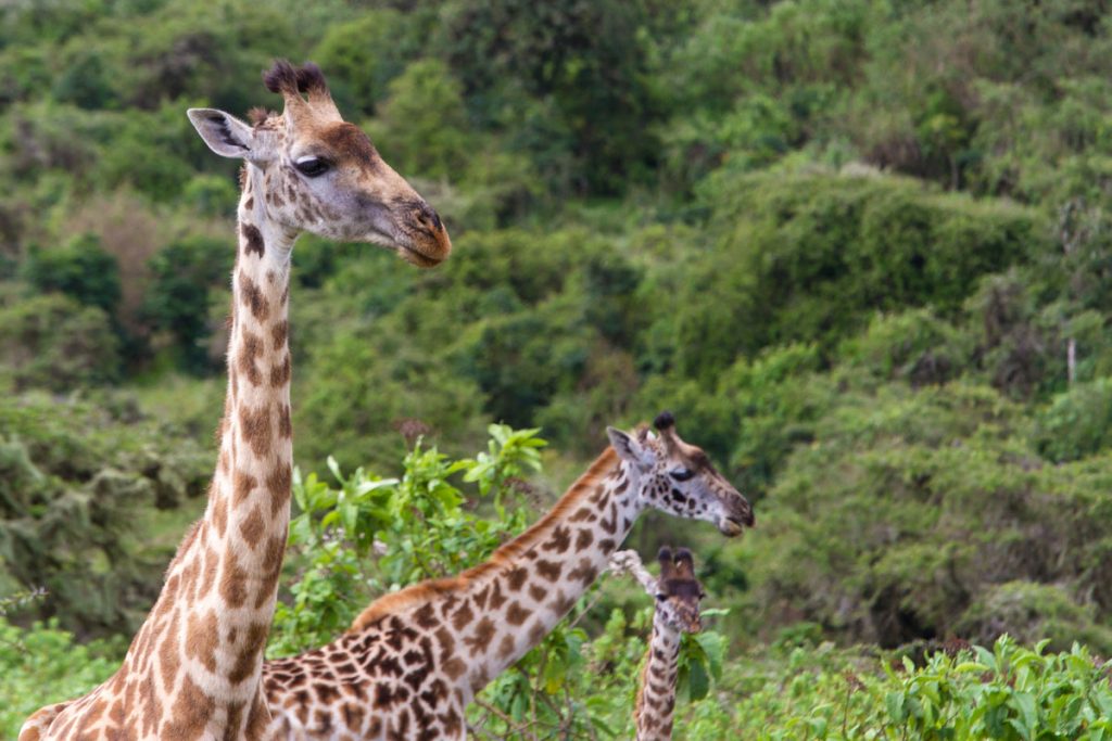 Giraffen im Ngorongoro-Krater, Tansania