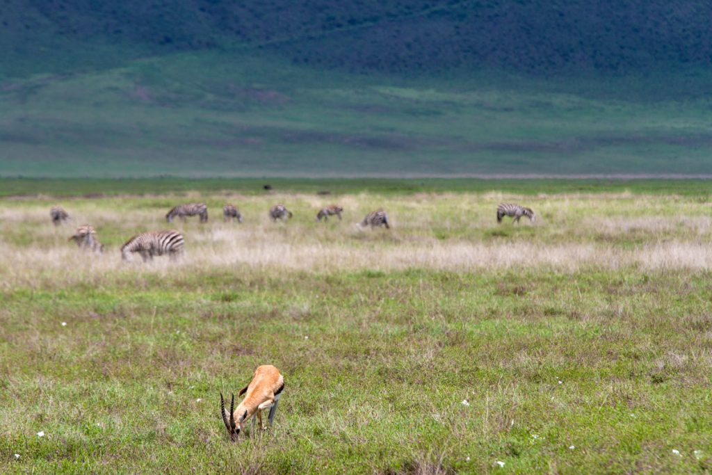 Thomson-Gazelle und Zebras im Ngorongoro-Krater, Tansania