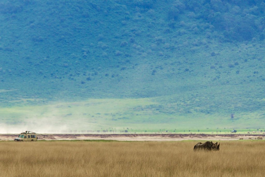 Ein Spitzmaulnashorn gibt sich die Ehre im Ngorongoro-Krater, Tansania