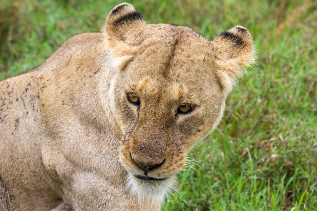 Eine Löwin im Ngorongoro-Krater, Tansania