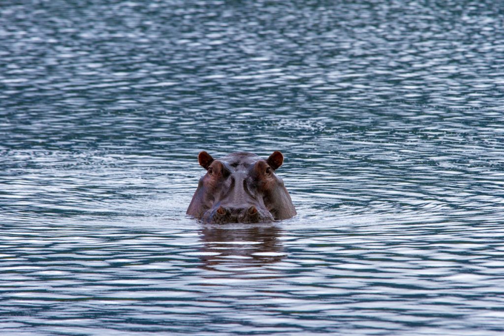 Hippo im Ngorongoro-Krater, Tansania