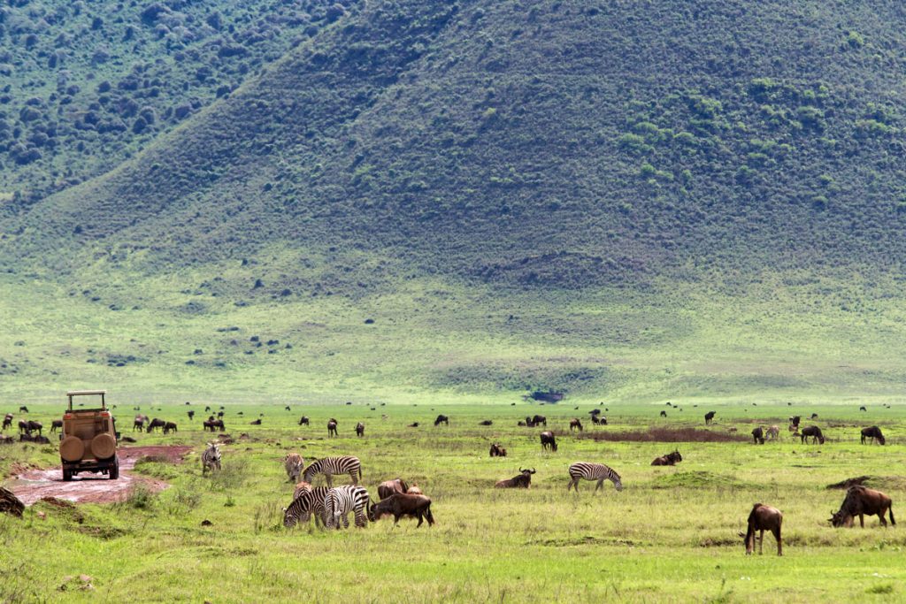 Zebras und Gnus im Ngorongoro-Krater, Tansania