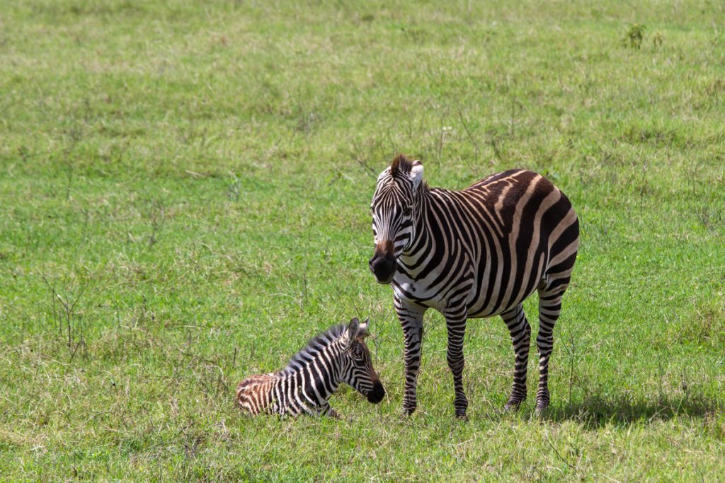 Zebras im Ngorongoro-Krater