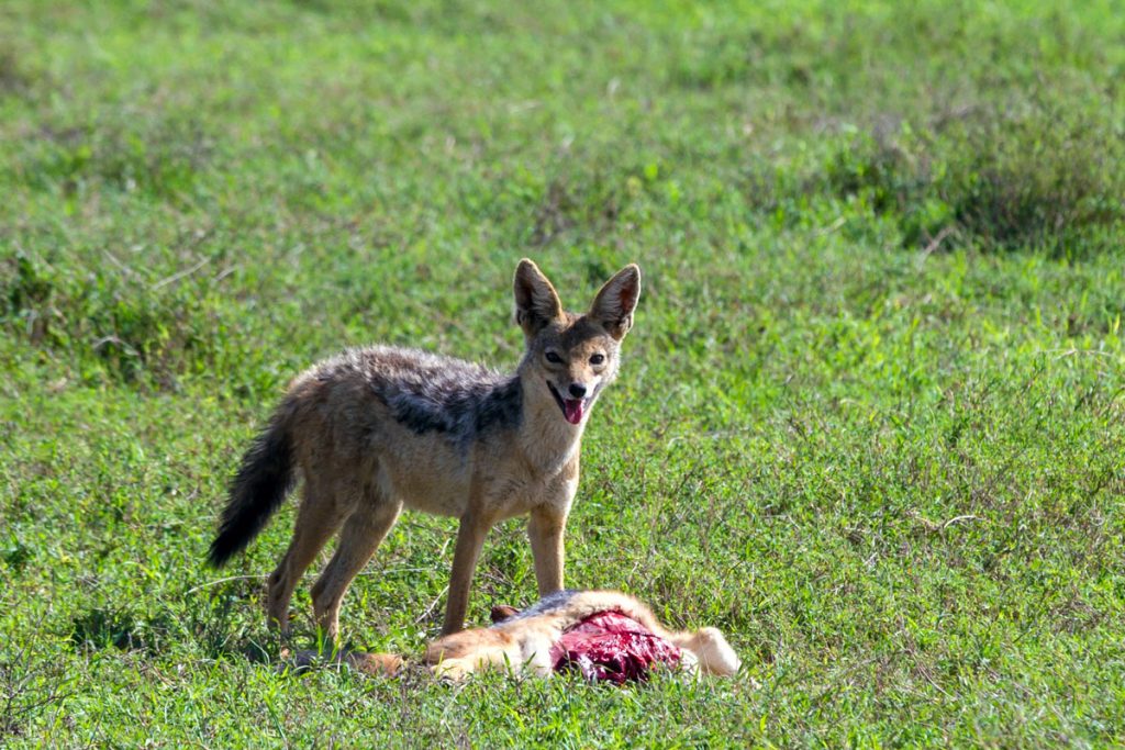 Ein Schakal im Serengeti-Nationalpark, Tansania