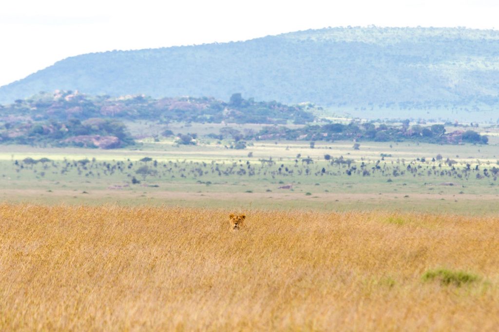 Löwen verstecken sich im hohen Gras im Serengeti-Nationalpark, Tansania