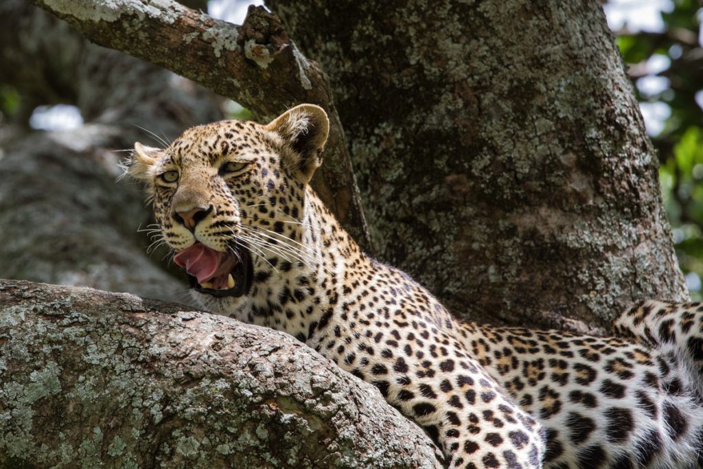 Ein Leopard ruht nach der Jagd im Serengeti-Nationalpark, Tansania