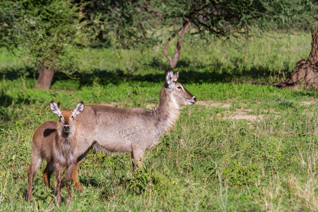 Wasserbock-Familie im Tarangire-Nationalpark, Tansania